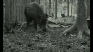 Jagdterrier vs wild boar [upl. by Orual]