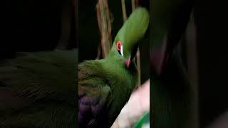 Turaco Bird 🐦 [upl. by Cahn283]