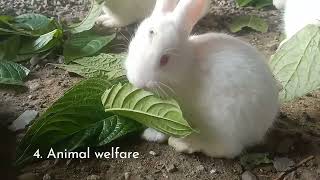 Advantages and Disadvantages of FreeRange Rabbit Farming [upl. by Enirac]