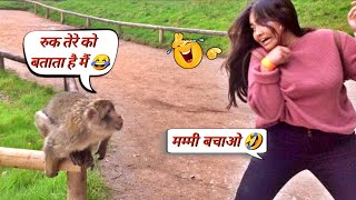 बंदरों की ऐसी हरकत देख हंसी नहीं रुकेगी 😂 । Funny Monkey Video । mrboxinfo [upl. by Karola9]