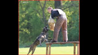 Yacanta de la Arena Schutzhund Schutzdienst IPO alano Protection Presa Canario Dogo Canario AVD eV [upl. by Eihpos]