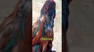 Lakha aseel patha \miawali mianwalimurga aseel chicken rooster birds [upl. by Mayeda114]