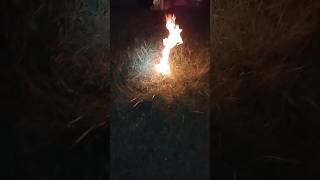 Burning a hornets nest hornet burning fire redneck exterminator wasp bee yellowjackets [upl. by Grantland25]