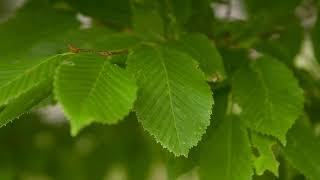 Carpinus betulus  European Hornbeam [upl. by Esilahs992]