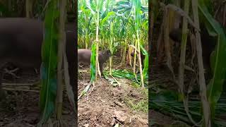 Wild boar destroying corn or maize 🌽 crops wildanimals boar dangerous [upl. by Idoux147]