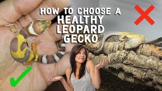 A Guide To Choosing A Healthy Leopard Gecko [upl. by Annoirb]