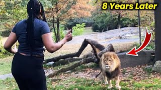 Lion Meet Caretaker Again After 8 Years— His Next Move Will Leave You Speechless [upl. by Noitna]