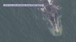 Local lobstermen react to news about Maine fishing gear causing whale death [upl. by Cinimmod945]