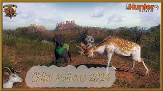 PRIMEIRO RARO 2024  CHITAL MALHADO MACHO [upl. by Aniehs]