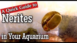 Nerites in the Aquarium A Quick Guide [upl. by Allred427]