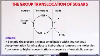 Micro30 The Group Translocation of Sugars  The Phosphotransferase system  PTS system for glucose [upl. by Connie]