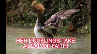 The Female Hooded Merganser and Her Ducklings NARRATED [upl. by Alyakim]