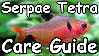 Serpae Tetra Care Guide [upl. by Anitsihc174]