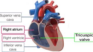 Blood flow through the heart made easy [upl. by Giulio314]