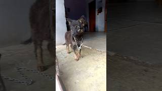 jerman shepherd dog puppy gsd jully doglover germansheparddog [upl. by Akiras543]