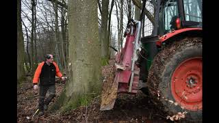 Abattage dun gros Hêtre câblé avec un tracteur KUBOTA STIHL ms 500i [upl. by Janelle]