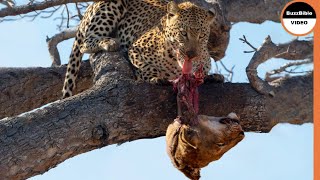 Leopard Exacts Retribution on The Lions For Killing Her Cub [upl. by Royal]