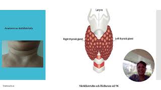Anatomi och funktion av sköldkörteln faktorer som påverkar konvertering av T4 till T3 och rT3 [upl. by Yddet]