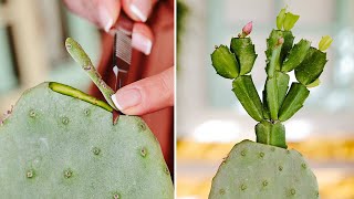 5 Ways to Propagate Christmas Cactus 🧻 Awesome Effect [upl. by Howlyn]