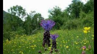 Muscari comosum L Miller  Cipollaccio [upl. by Earvin]