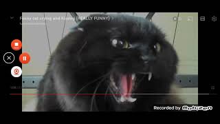 cat hisses 025x slow motion again [upl. by Ahsircal]