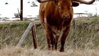 Colorado Rancher Documentary FULL [upl. by Acir]