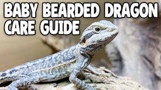 Baby Bearded Dragon Care [upl. by Baskett420]