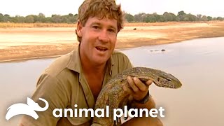 Steve Irwins Unbelievable Encounter with Nile Crocodiles  Crocodile Hunter  Animal Planet [upl. by Anayt]