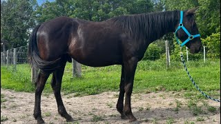 Chubs 2021 gelding [upl. by Belter]