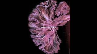 NEUROSURGERY✨fypyoutube studywithmemotivationstudyfypシ゚viralfyp studyhardstudywithmeaiims [upl. by Rhys]