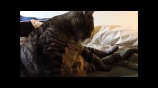 Feline Observational Video XVI  Cat Self Grooming [upl. by Noami]