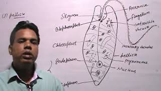 EUGLENA VIRIDISClassificationHabitat amp Structure [upl. by Opiak124]