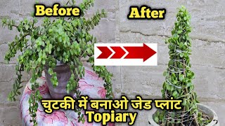 Simple And Easy Tips For Making Jade Plant Topiary  jade plant propagation fertilizer care [upl. by Pease]