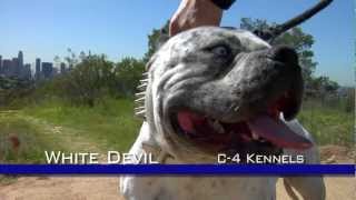 WHITE DEVIL  MOST EXTREME LOOKING PITBULL DOG [upl. by Cindi805]