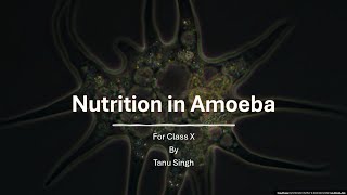 Nutrition in Amoeba Class 10th CBSE UP Board Competitive exams [upl. by Anatak]