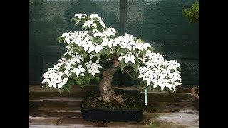 Kousa Dogwood Japanese Dogwood [upl. by Enidualc]