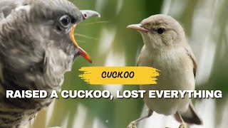 Betrayed by a cuckoo A warbler’s heartbreaking story [upl. by Marcell868]