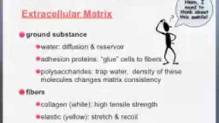 Connective Tissue Lecture [upl. by Dearr]