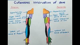 Cutaneous Innervation of Arm  Anatomy [upl. by Eirehs592]