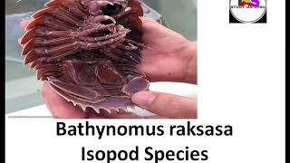 Bathynomus raksasa Isopod Species [upl. by Hatty]