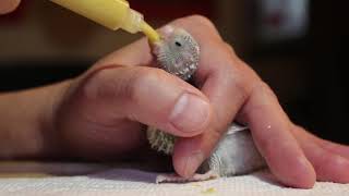 Hand feeding baby budgie with syringe [upl. by Winny]