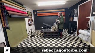 Dual Purpose Dog Photography Studio amp Dog Grooming Salon [upl. by Edelman123]