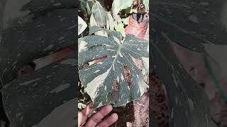 Monstera thaiconstelation plants tanamanhias plantlover [upl. by Annim50]