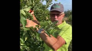 Taille d’été 2020 d’arbres a pépins Association fruitière de Haguenau et environs [upl. by Stuart]