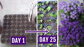 Learn How to Grow Cineraria from Seed Perfectly [upl. by Enelrats]