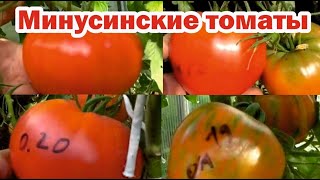 Расскажу за 1 минуту минусинские сорта томатов [upl. by Rhea]