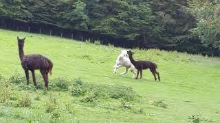 Alpaca Fight in the Lake District National Park UK [upl. by Edrahs]