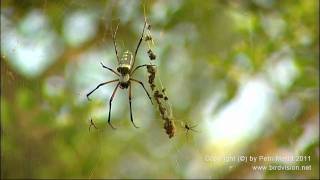 Spider Catches Dove Birdvision  Monthly Video Highlight 12011  wwwbirdvisionnet [upl. by Meggi]