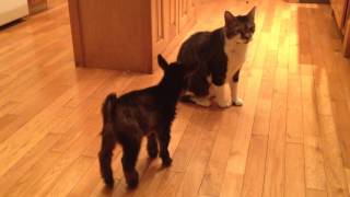 Baby Goat Tries to Headbutt Cat [upl. by Hector]