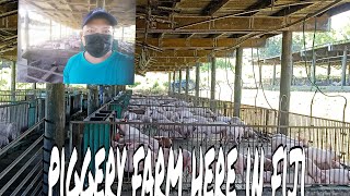 piggery farm here in fiji [upl. by Jazmin68]